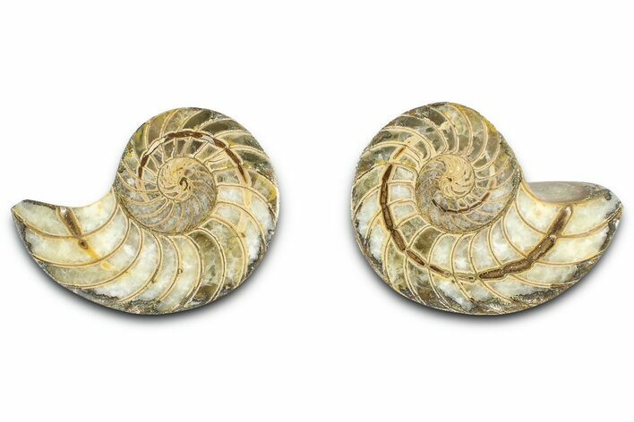Jurassic Cut & Polished Nautilus (Cymatoceras) Fossil -Madagascar #365518